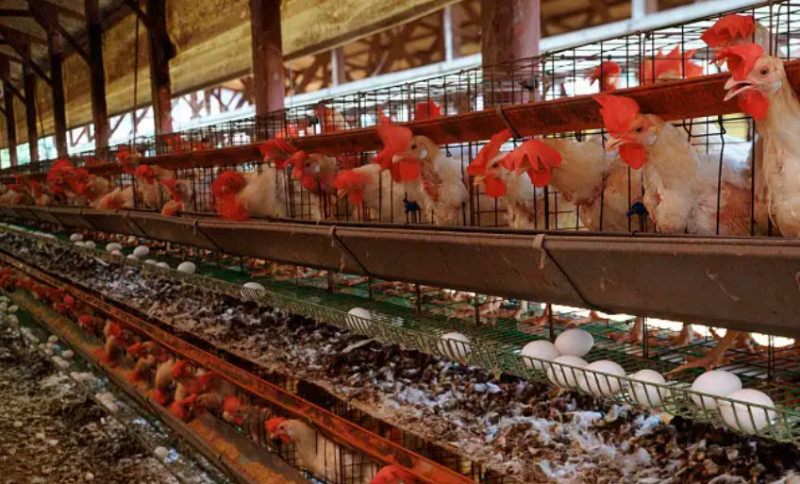 养鸡设备厂家教你怎么养鸡长得好